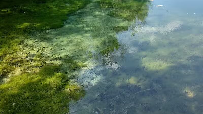 Springfield Forest, Mill Creek MetroParks - New Springfield, OH