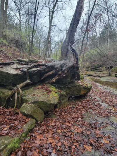 Fallsville Wildlife Area - New Vienna, OH