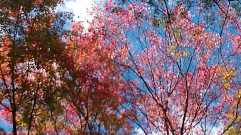 New Waterford Village Park - New Waterford, OH