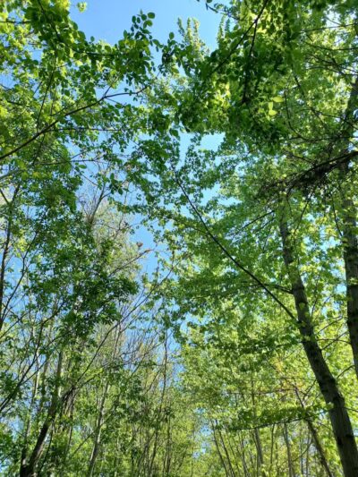 Simonds-Heller Park - Newcomerstown, OH