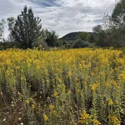 Simonds-Heller Park - Newcomerstown, OH