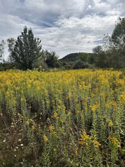 Simonds-Heller Park - Newcomerstown, OH