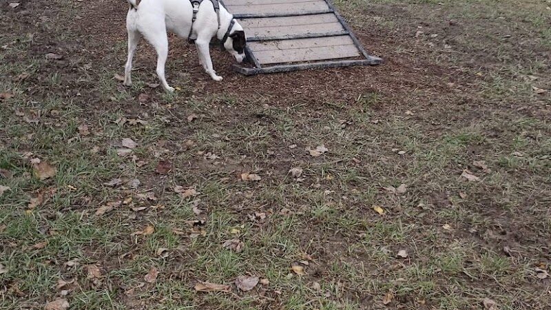 East Row Dog Park - Newport, KY