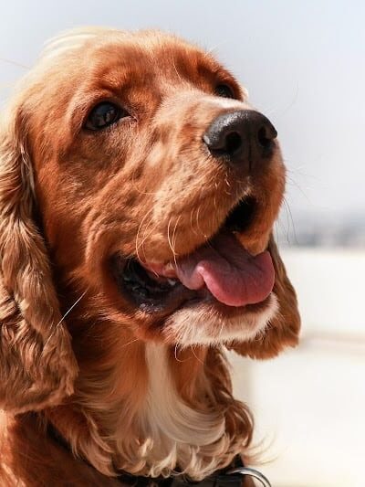 East Row Dog Park - Newport, KY