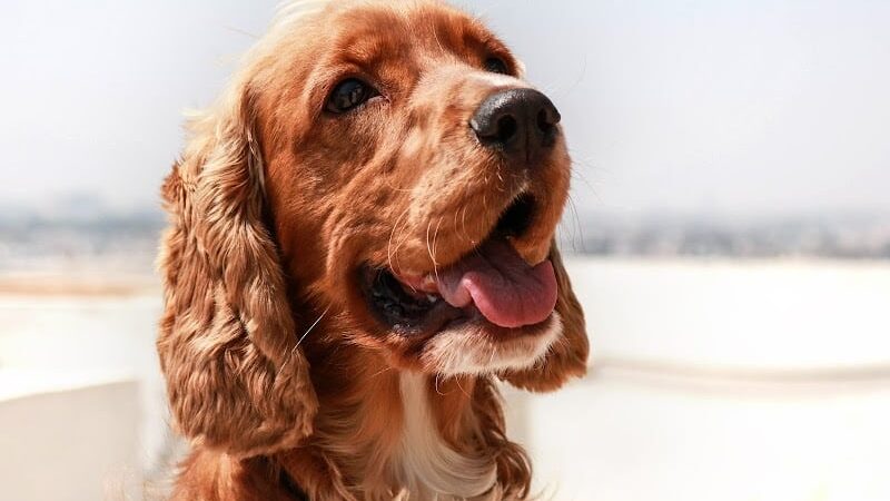 East Row Dog Park - Newport, KY