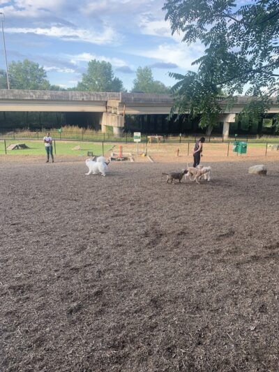 Newport Dog Park - Newport, KY