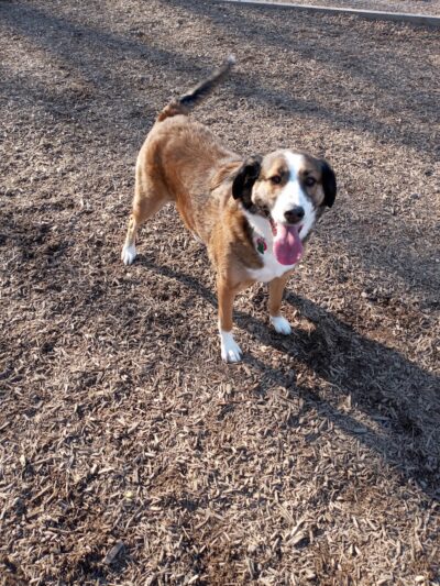 Newport Dog Park - Newport, KY