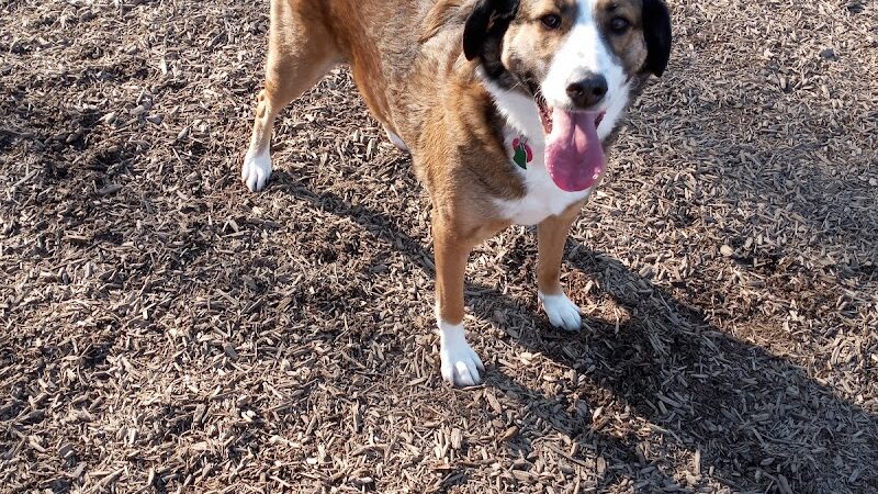 Newport Dog Park - Newport, KY