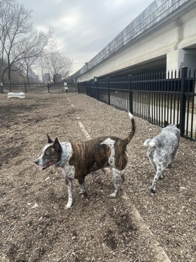 Newport Dog Park - Newport, KY