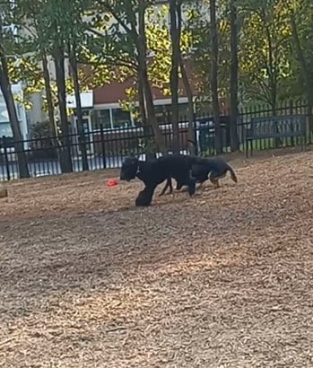 Newport Dog Park - Newport, KY