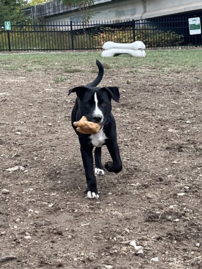 Newport Dog Park - Newport, KY