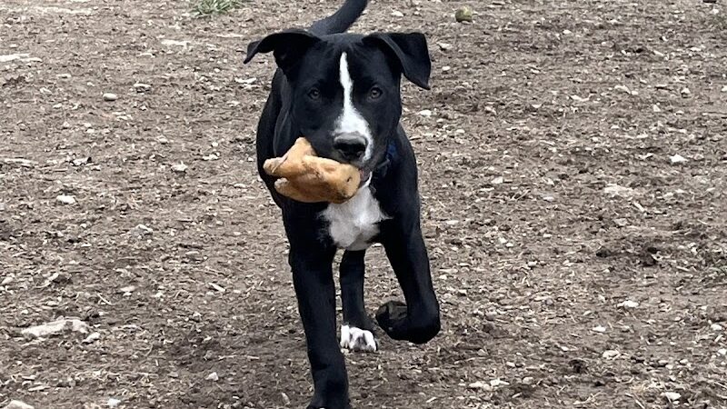 Newport Dog Park - Newport, KY