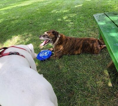 Newport Dog Park - Newport, KY