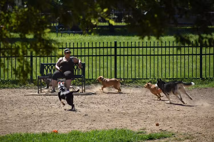 Newport Dog Park - Newport, KY