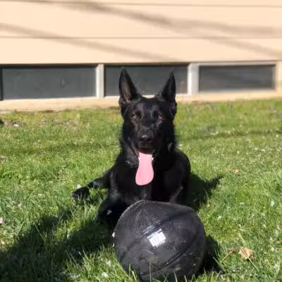 Newport Dog Park - Newport, RI