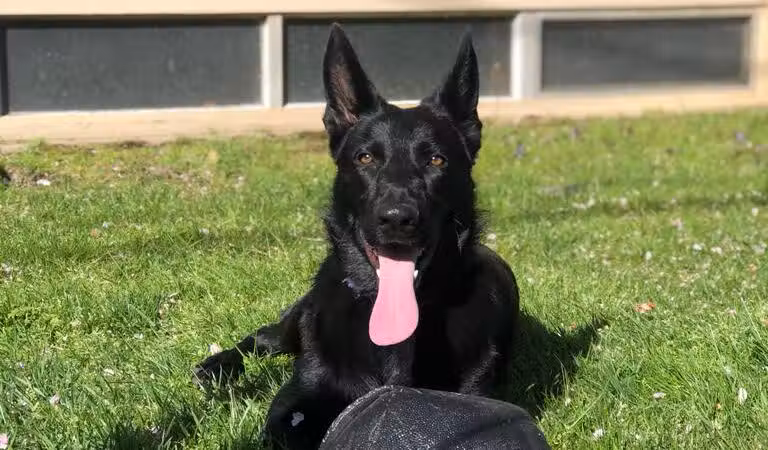 Newport Dog Park - Newport, RI