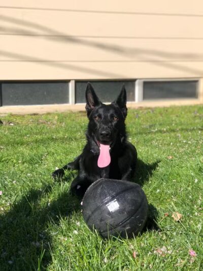 Newport Dog Park - Newport, RI