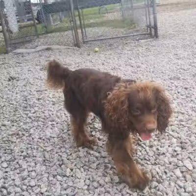 Newport Dog Park - Newport, RI