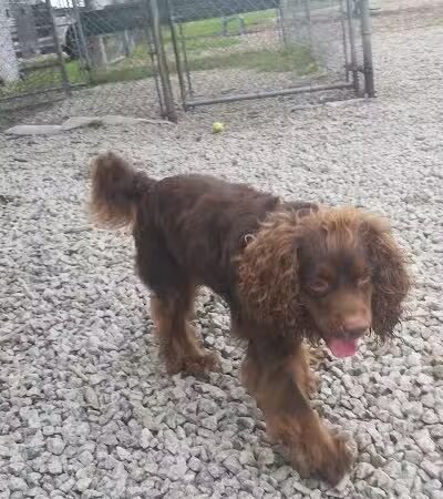 Newport Dog Park - Newport, RI