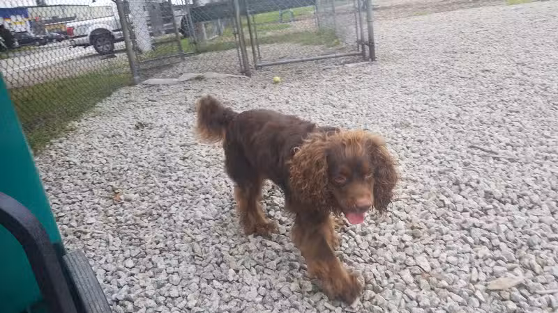 Newport Dog Park - Newport, RI