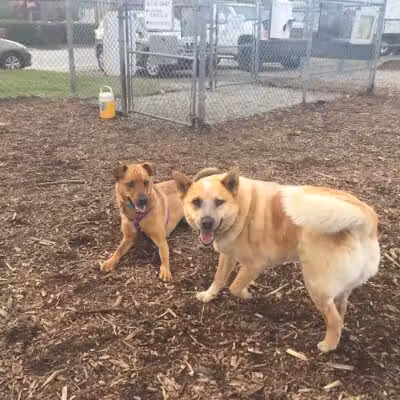Newport Dog Park - Newport, RI