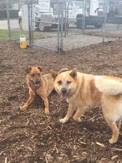 Newport Dog Park - Newport, RI