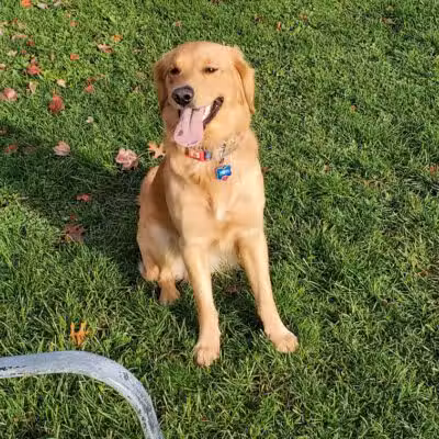 Newport Dog Park - Newport, RI