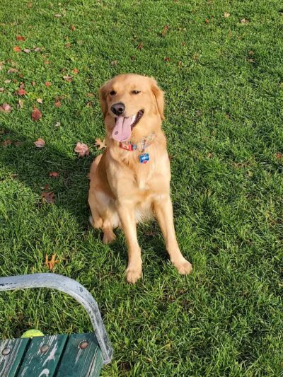 Newport Dog Park - Newport, RI