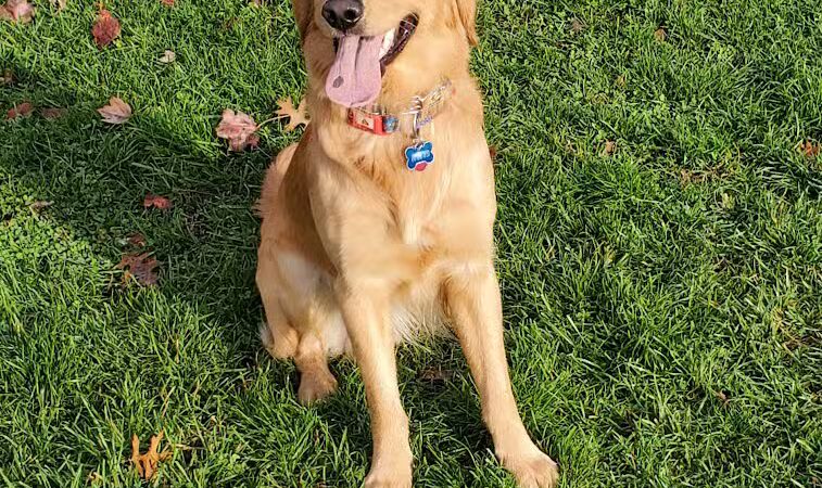 Newport Dog Park - Newport, RI