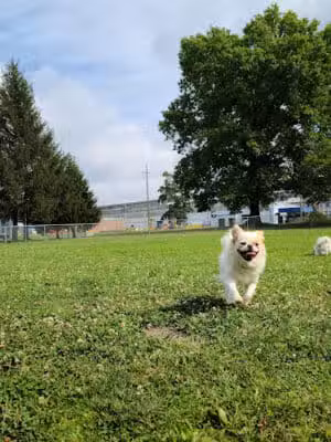 Waddell Park Dog Park - Niles, OH