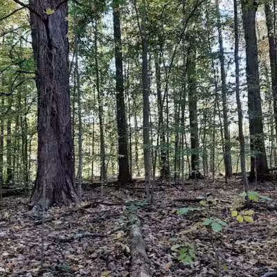 Berlin Lake Wildlife Area - North Benton, OH