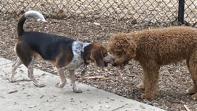Ariss Park - North Canton, OH