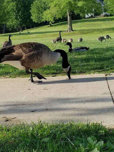Price Park - North Canton, OH