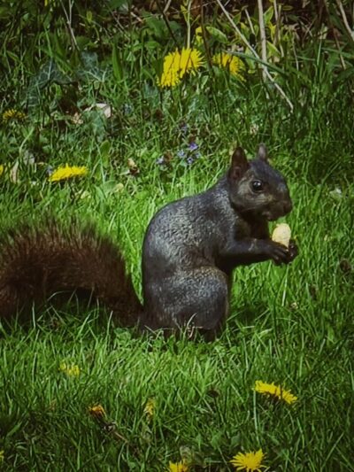 Price Park - North Canton, OH