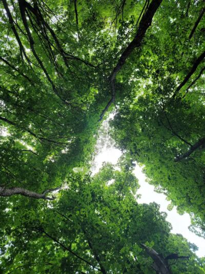 Rotary Park - North Canton, OH