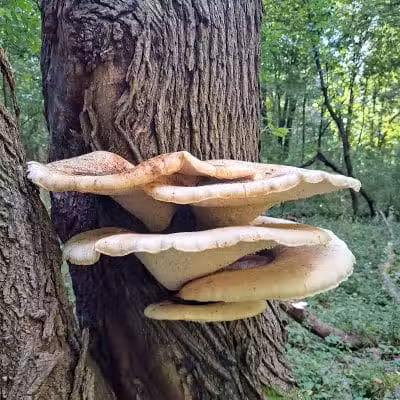 Rotary Park - North Canton, OH