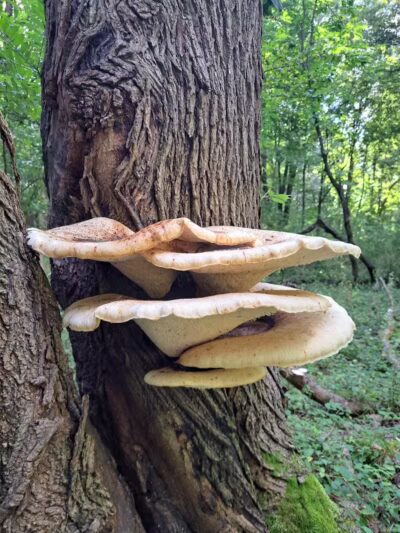 Rotary Park - North Canton, OH