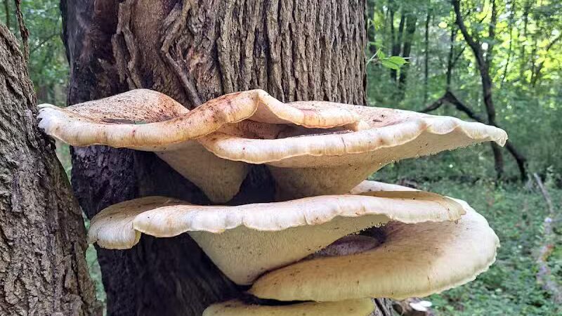 Rotary Park - North Canton, OH