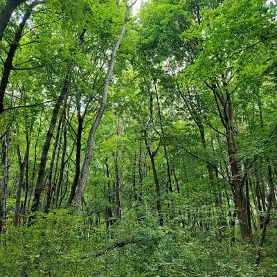 Rotary Park - North Canton, OH