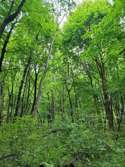 Rotary Park - North Canton, OH