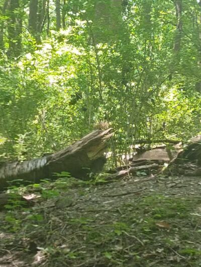 Rotary Park - North Canton, OH