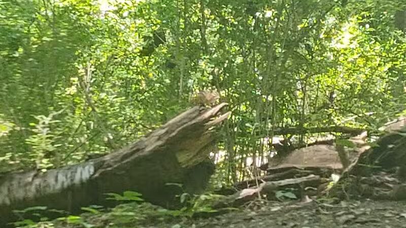 Rotary Park - North Canton, OH