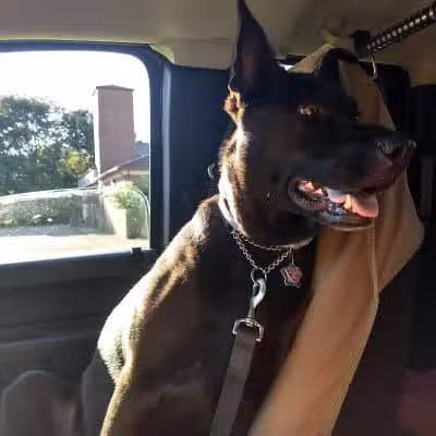 Ruff Run Dog Park - North Canton, OH