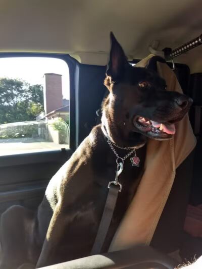 Ruff Run Dog Park - North Canton, OH