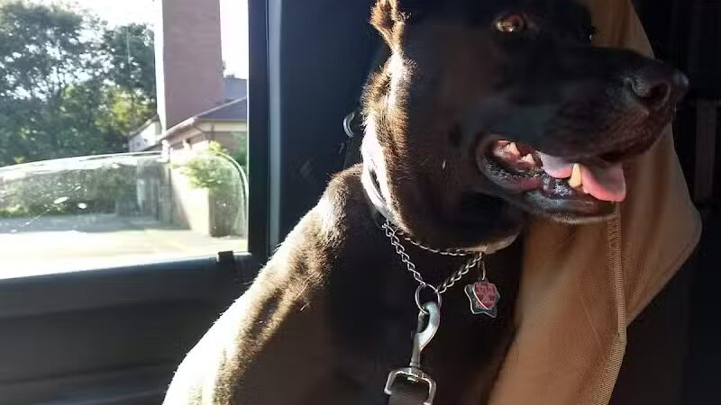 Ruff Run Dog Park - North Canton, OH