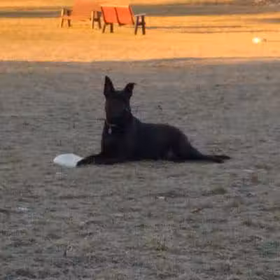 Ruff Run Dog Park - North Canton, OH