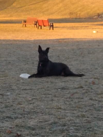 Ruff Run Dog Park - North Canton, OH
