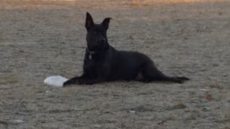 Ruff Run Dog Park - North Canton, OH