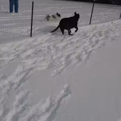 Ruff Run Dog Park - North Canton, OH