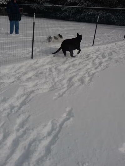 Ruff Run Dog Park - North Canton, OH